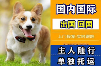 深圳市宠物托运公司深圳市宠物托运公司深圳市宠物托运公司
