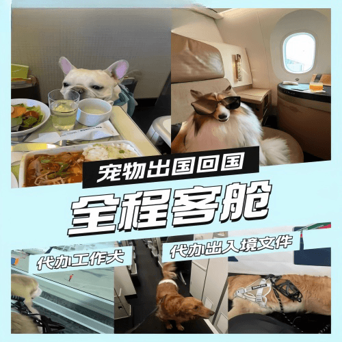 深圳市宠物托运到白俄罗斯宠物入境规定和要求